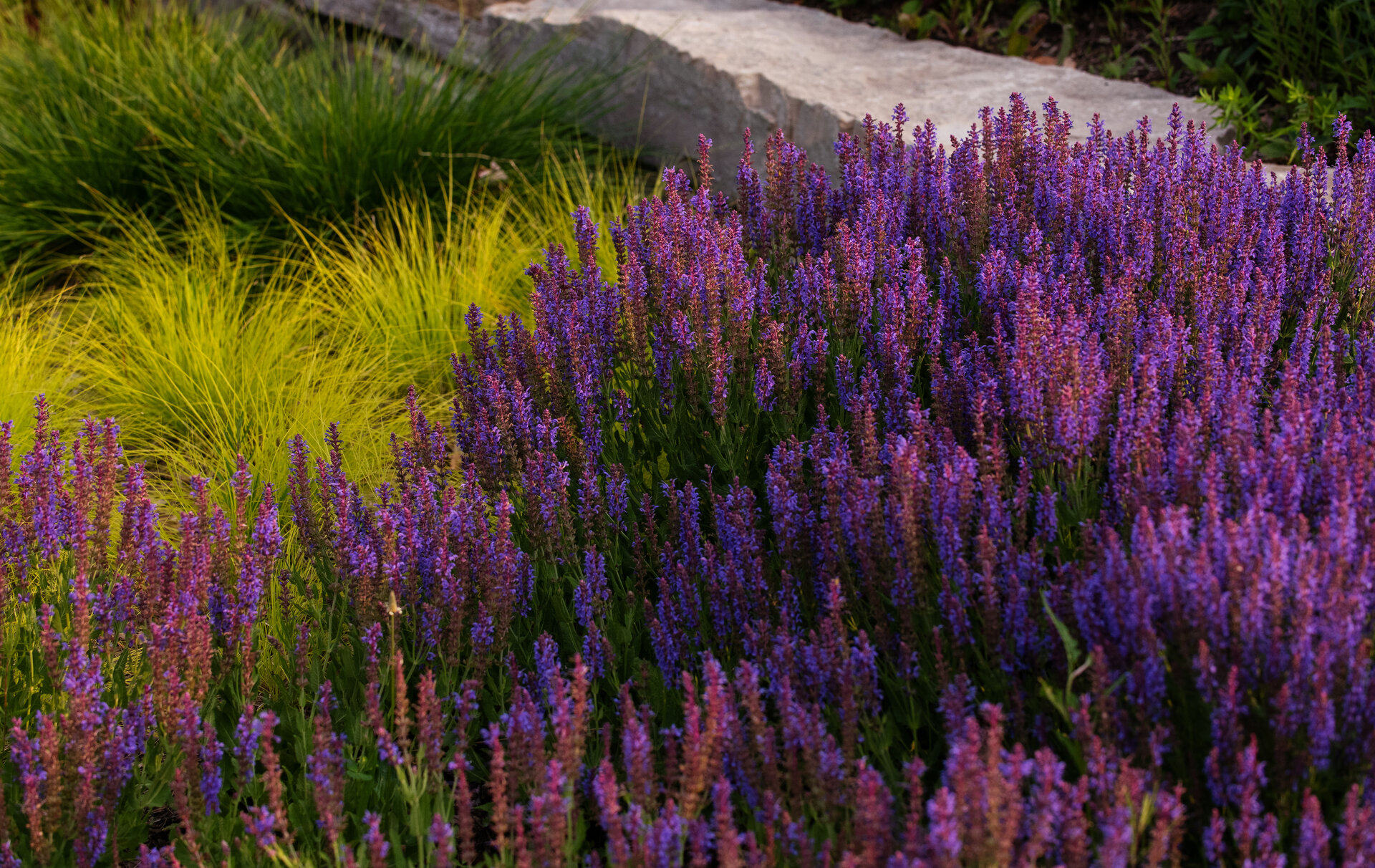 Salvia nemorosa 'Blue Hill'